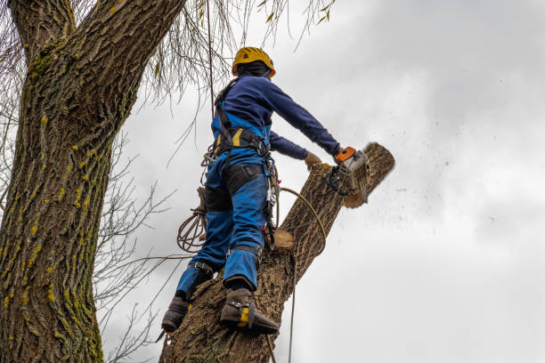 Best Commercial Tree Services  in USA